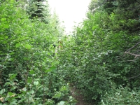 Overgrown Trail